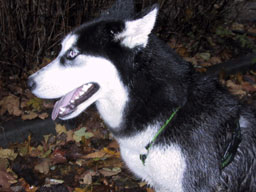 Laika